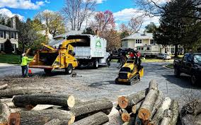 Professional  Tree Services in Bull Run, VA